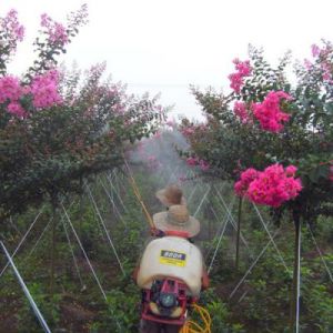 速生艷紅紫薇 速生艷紅紫薇