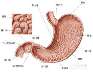 胃腸腸脹原理圖