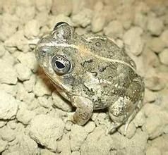 線背砂蛙 線背砂蛙