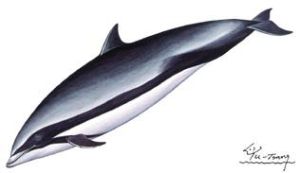 佩氏海豚 佩氏海豚