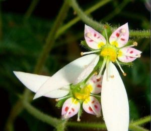 具痂虎耳草 具痂虎耳草