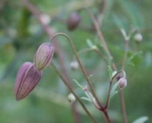 準噶爾鐵線蓮 準噶爾鐵線蓮