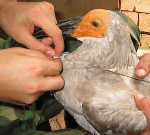 漢中朱䴉國家級自然保護區