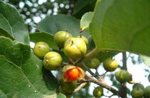 短柄南蛇藤莖葉 短柄南蛇藤莖葉