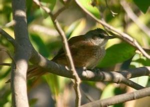 秘魯棘尾雀 秘魯棘尾雀