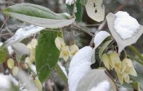 神農架鐵線蓮 神農架鐵線蓮