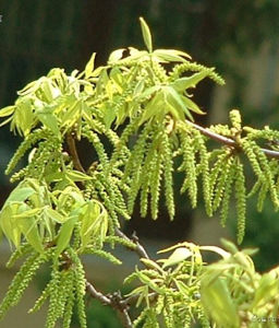 山核桃屬 山核桃屬