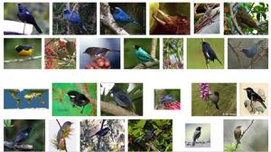 刺花鳥屬 刺花鳥屬