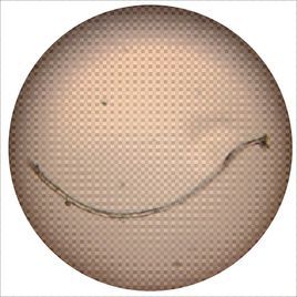 蝙蝠蛾被毛孢菌絲體 蝙蝠蛾被毛孢菌絲體