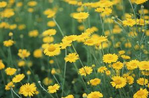 野菊[菊科植物]