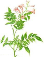 金雞豇豆 金雞豇豆