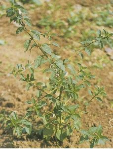 興安薄荷 興安薄荷