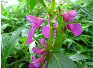 盾萼鳳仙花 盾萼鳳仙花