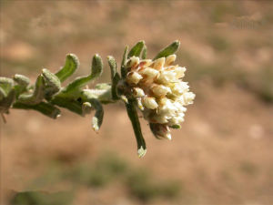 傘房香青 傘房香青