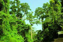 西雙版納望天樹