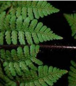 棕鱗肉刺蕨 棕鱗肉刺蕨