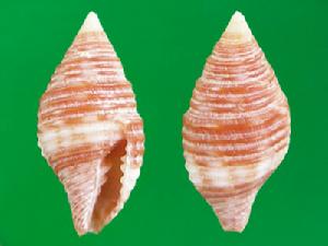 金桔筆螺 金桔筆螺