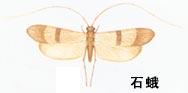 （圖）中華石蛾