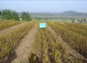 南豆4號 南豆4號