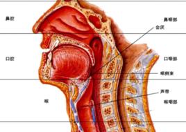 喉返神經癱瘓 喉返神經癱瘓