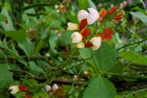 紅花密花豆 紅花密花豆
