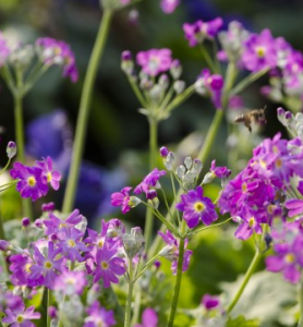 大報春花 大報春花