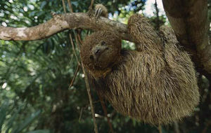 鬃毛三趾樹懶 鬃毛三趾樹懶