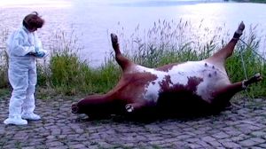 炭疽熱細菌引起的牛和動物死亡現象