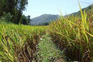 阱頭村-水稻種植