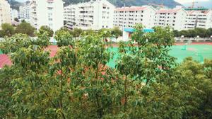 城關中學[浙江省溫州市永嘉縣學校]