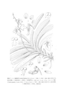 扇唇指甲蘭 扇唇指甲蘭