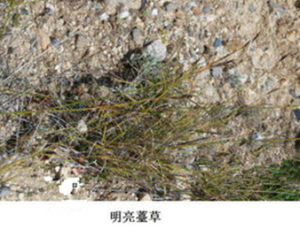 明亮薹草 明亮薹草