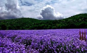 張北千紫薰衣草花田 張北千紫薰衣草花田