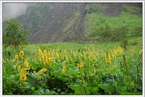 貴州橐吾 貴州橐吾