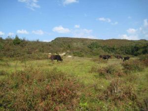 竹子箐自然村 竹子箐自然村