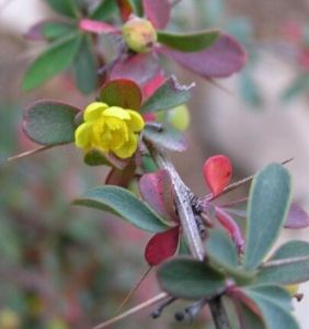 烏蒙小檗 烏蒙小檗