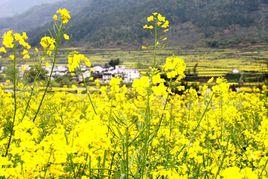 新塘邊鎮 新塘邊鎮