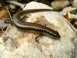 印度蜓蜥 印度蜓蜥