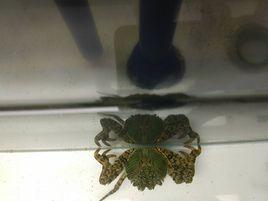 白紋方蟹 白紋方蟹