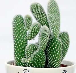 仙人掌提取物 仙人掌提取物