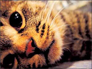 感人至深:人與寵物的四種感情 感人至深:人與寵物的四種感情