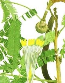 球花豆屬 球花豆屬