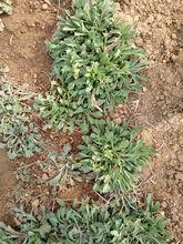 4月初茵陳的形態