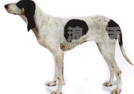 阿里埃日犬 阿里埃日犬