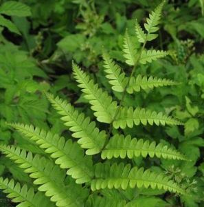 細葉鳳尾蕨 細葉鳳尾蕨