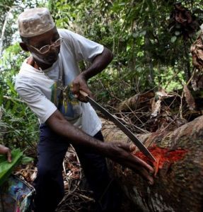 伊博格鹼 伊博格鹼
