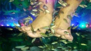 啾啾魚療 啾啾魚療