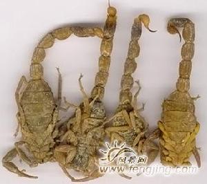 個大膘肥的蒙山全蠍