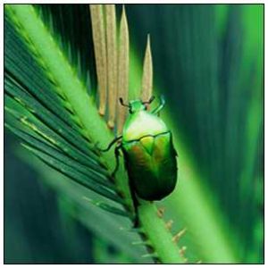 長胸羅花金龜 長胸羅花金龜