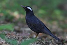 白眉地鶇 白眉地鶇